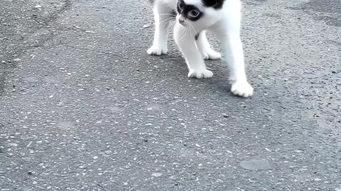 Masked Crusader Kitten Is Angry At Older Cat