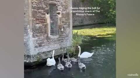 Funniest Animals 2023
