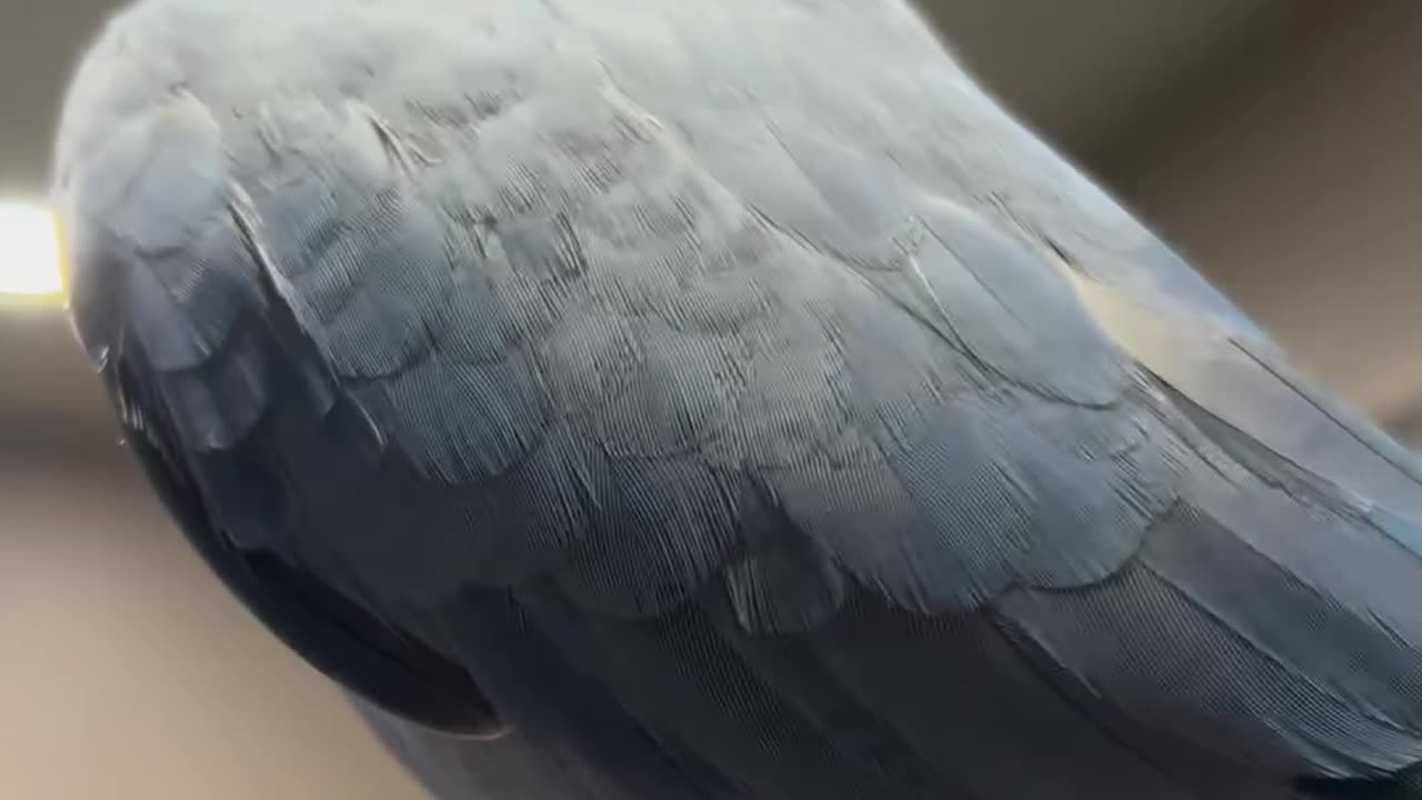 Hilarious Parrot Friend!