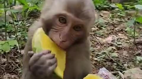 Funny monkey clip videos