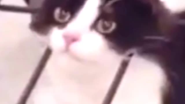 Cute cats stack with caze