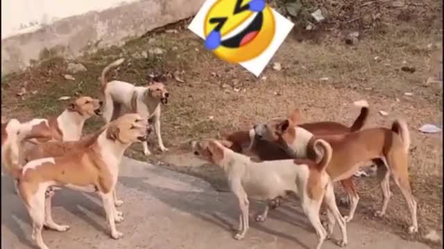 dogs funny fights 🤣😂😂