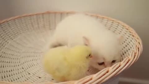 Kittens walk with a tiny chicken