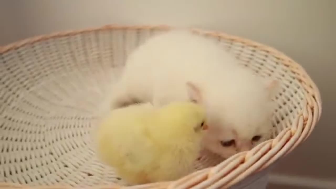 Kittens walk with a tiny chicken