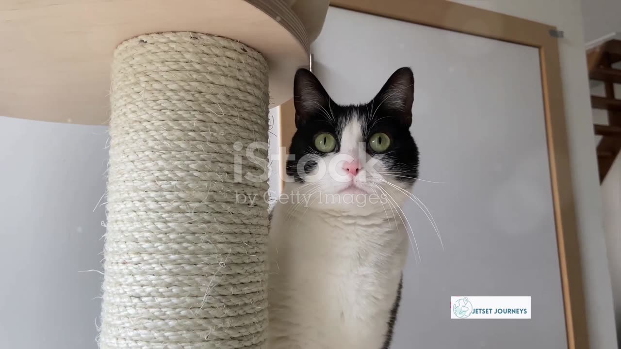 55 seconds of feline funnies