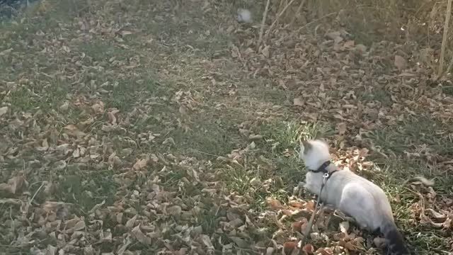 Kitten stalking chickens