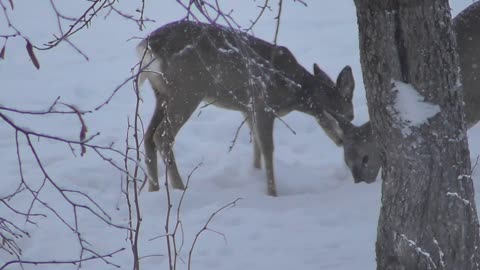 video how roe deer eat apples in winter