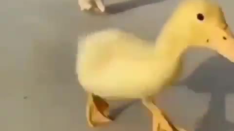 Get the duck, get the duck...