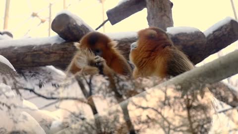 funny monkeys watching the rain for the first time