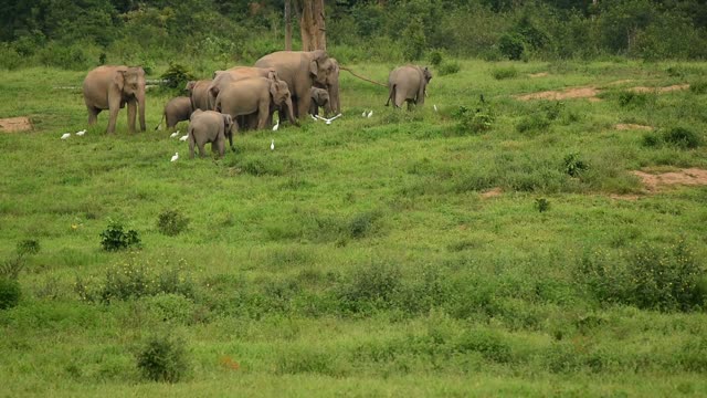 small group of elephants