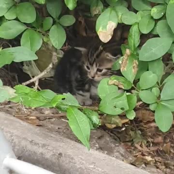 😻😻😻😻😻😻Omg Cute fluffy kitten hiding in the bushes😻😻😻😻