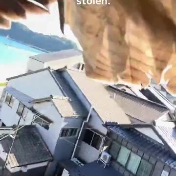 In Japan, a bird stole a woman's phone while she was taking a selfie on the