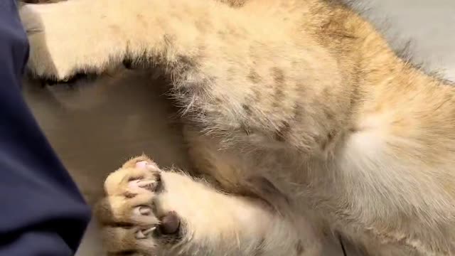 The king of beasts
