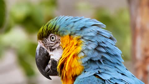 Very beautiful parrot