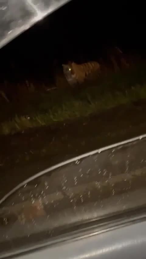 Silly drivers trying to gain Amur Tigers attention