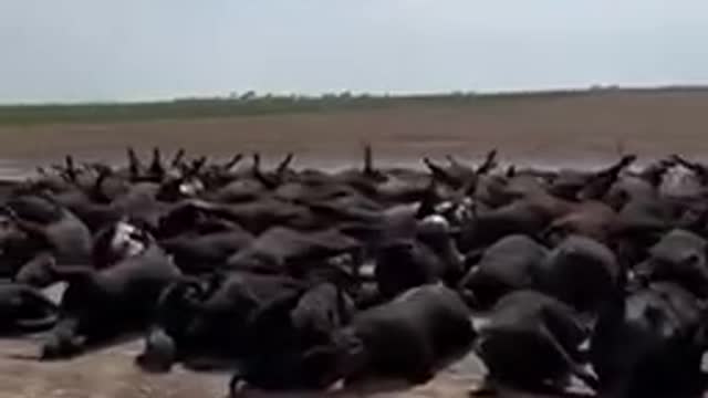 Another attack on the American food supply