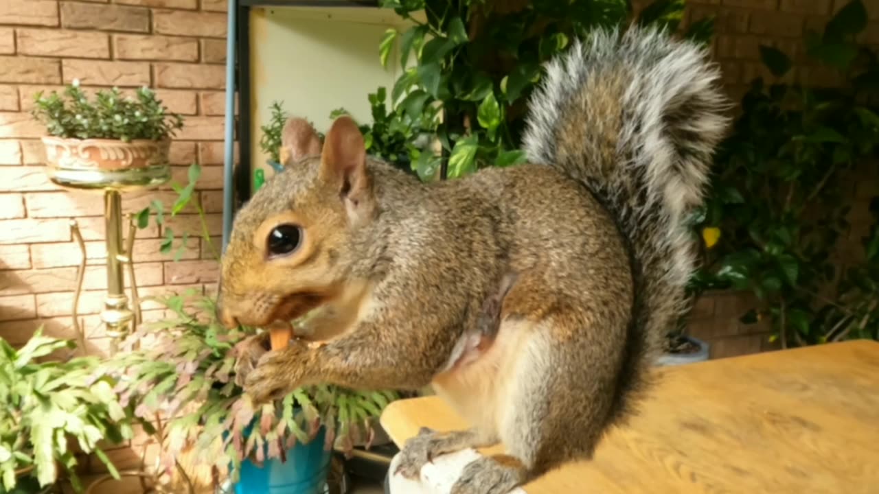 A lovely day with Mika The Squirrel 🐿️❤️