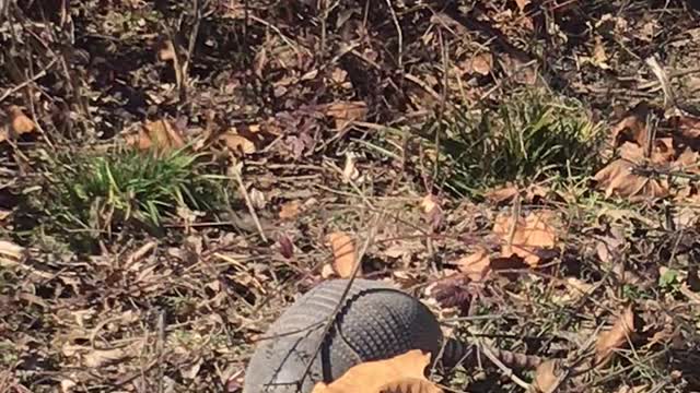 Rude armadillo!