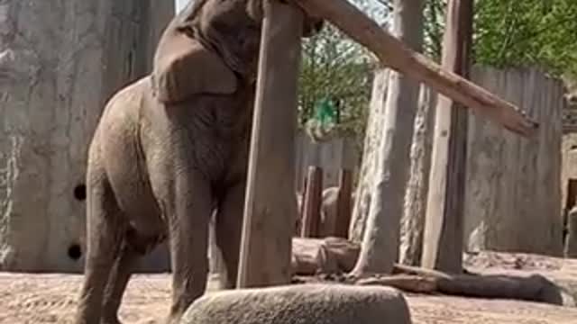 Elephan working more hard than some people