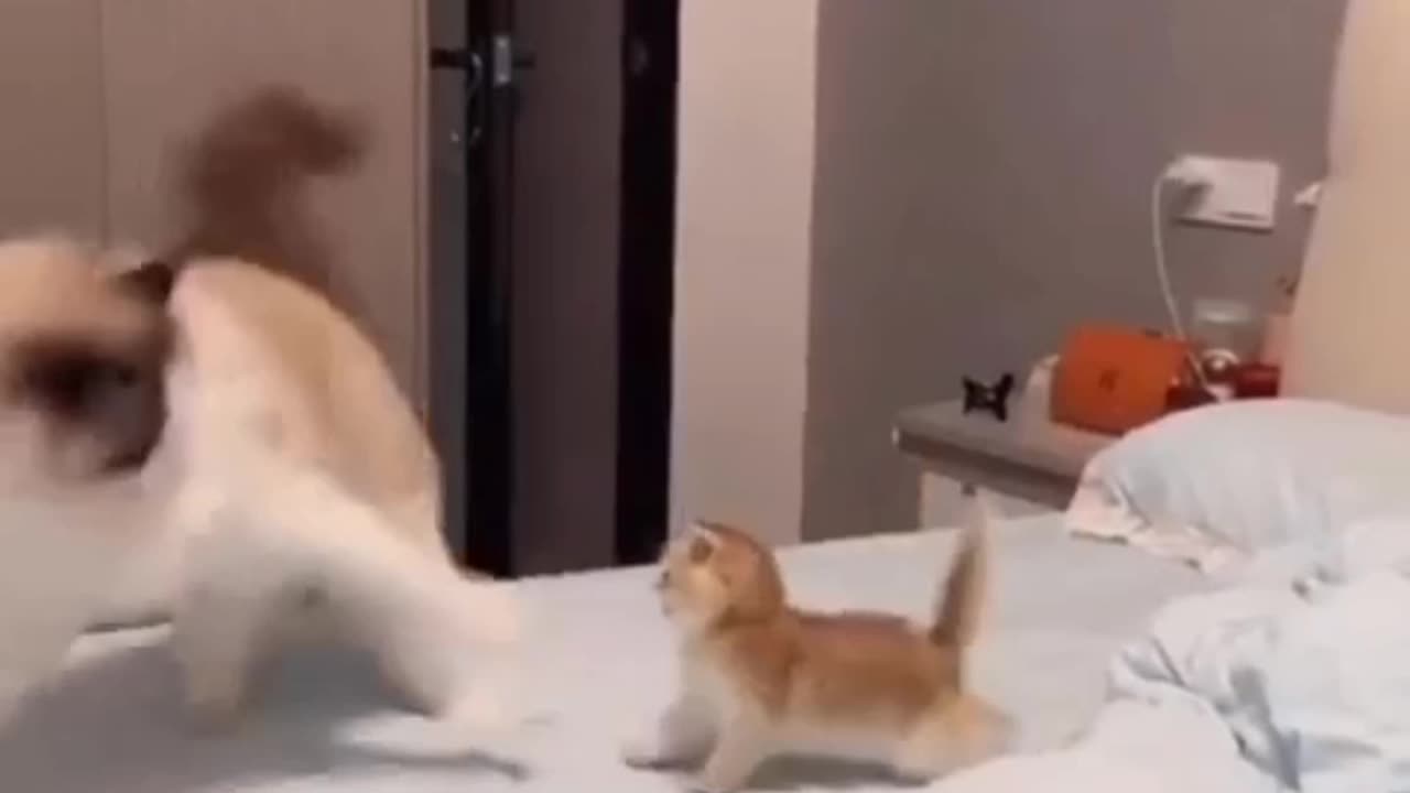 The kitten plays with the mother