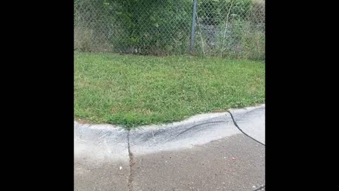 Video of the location of the bloody murder screams