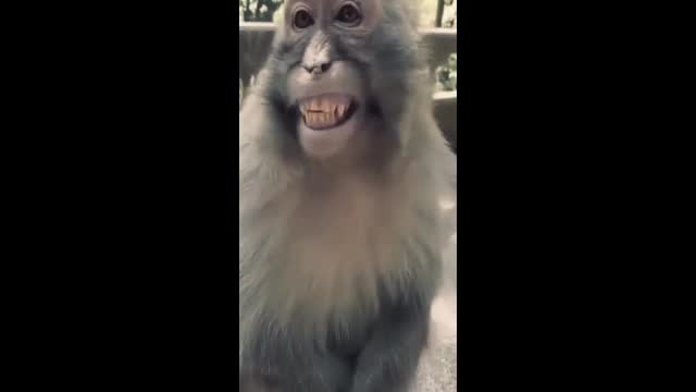 Monkey most funny videos || Monkey funny smile