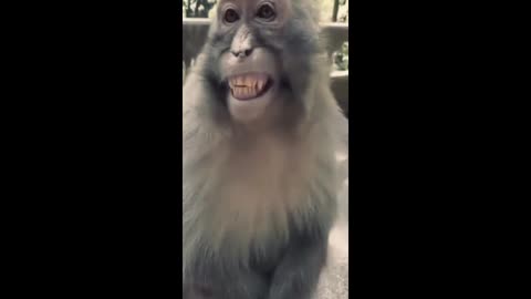 Monkey most funny videos || Monkey funny smile