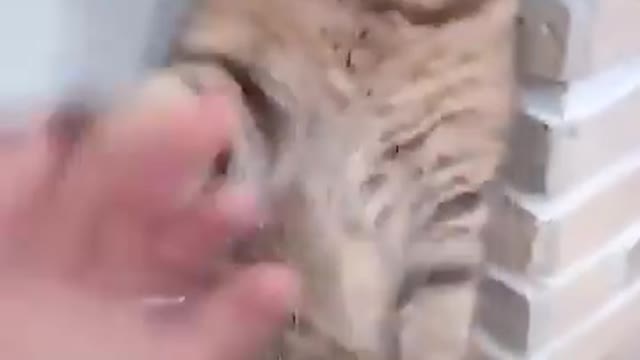 Cat Fitting Video