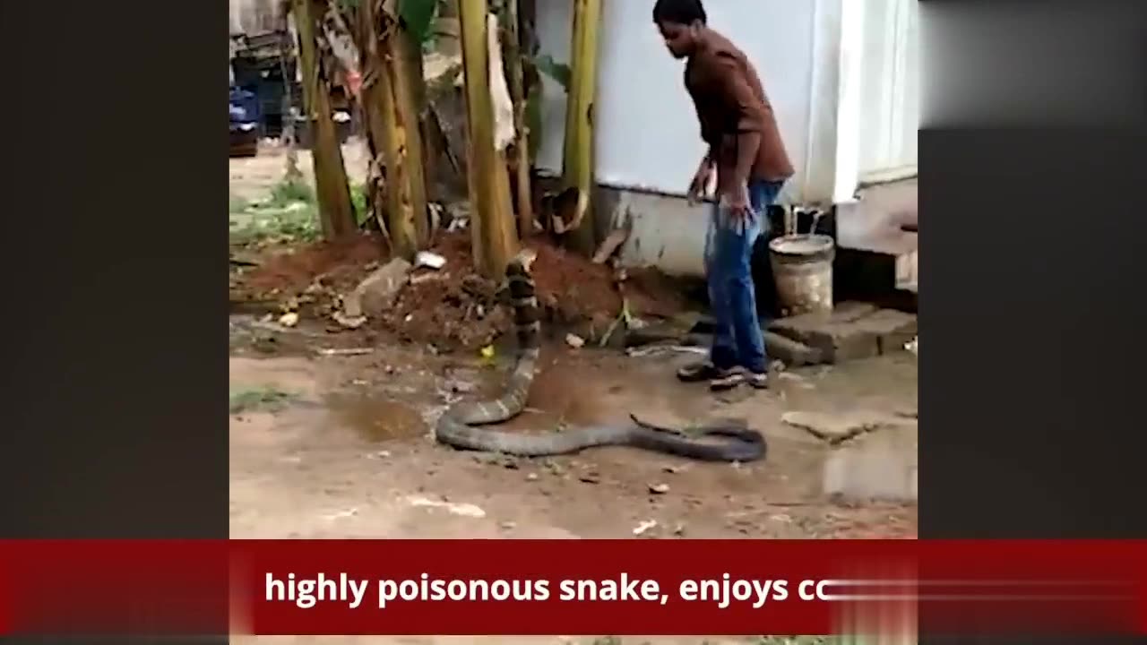 Real Video of King Cobra