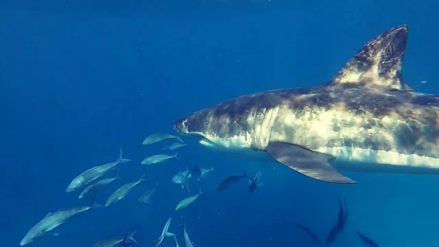 beautiful view of sharks inside the sea