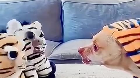 Funny animals video