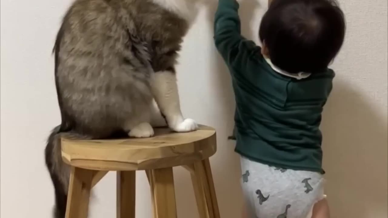 Cat blocks little boy