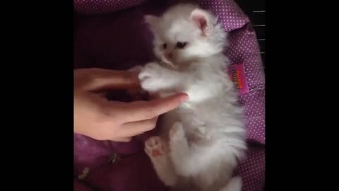 Funny cats compilation part 1!