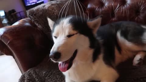 funny dogs compilation