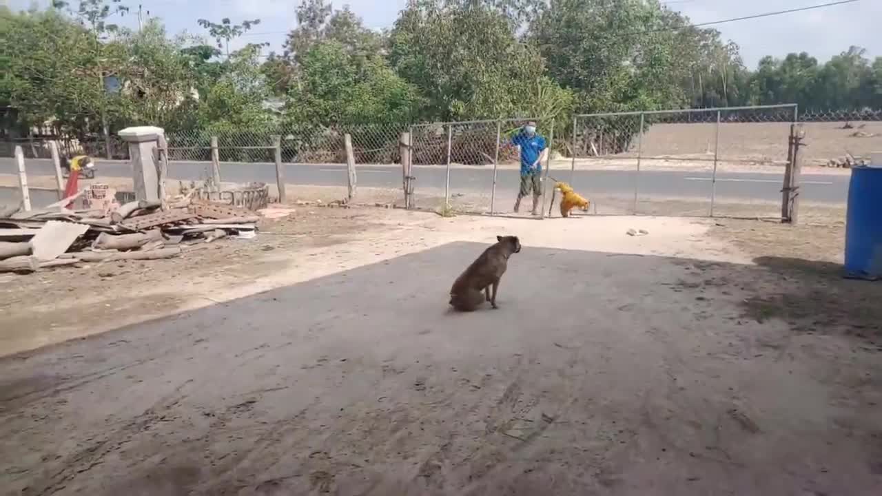 Wow Nice!!! Fake Tiger Prank Dog Run So Funny Video Pranks 2021