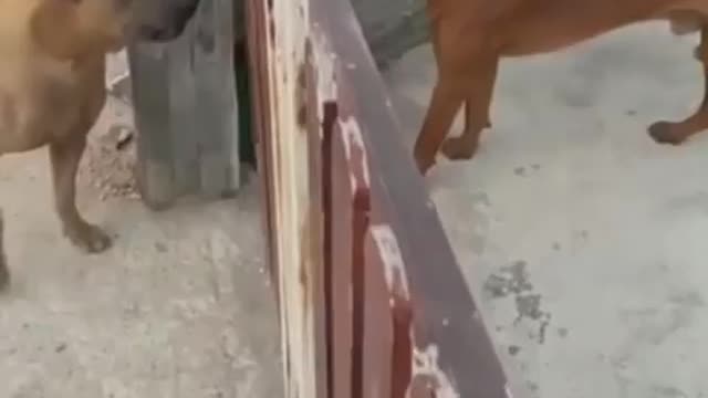 Funny dog||dog moments||funny animals