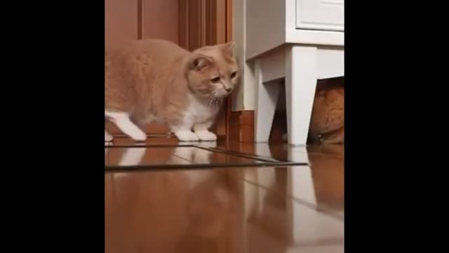 DOG END CAT FUNNY VIDEO