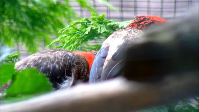 Brown-Breasted Barbets