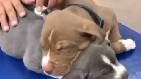 Doctor check out amazing baby pitbull puppies