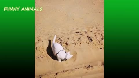 Funny Animals Try Not To Laugh or Grin While Watching Cute Animals Compilation 32