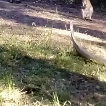 Gee You've Grown Lauren! Bonzo-Son and Munchkin-Lauren Arrive for Treat Time