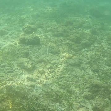 Under the Sea: A Snorkeling Adventure 🌊🐠