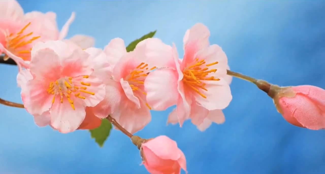 What does plum blossom stand for