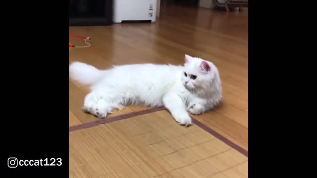 Fluffy Persian cat hates touch by feet #Viralcatsvideos