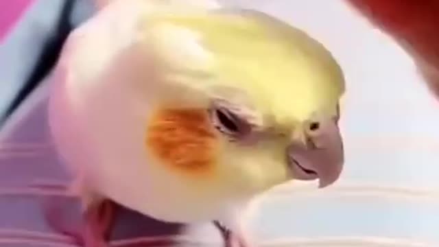 Small cute talking bird