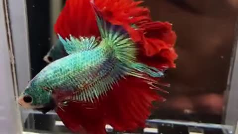 Half Moon Betta Fish Cute Movement