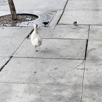 Cute momma with babies in Ybor City