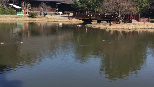 It's a beautiful garden in Japan