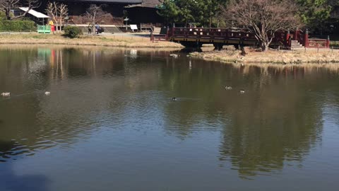 It's a beautiful garden in Japan