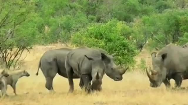 Hyenas are brave enough to take on rhinos